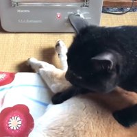 座布団で寝ている柴犬を踏む黒猫