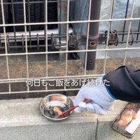 柵の前に猫の餌を置く