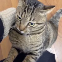 飼い主の足に前足をかけて立っている猫