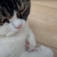 猫の様子