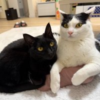 室内にいる猫たち