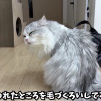 毛づくろいしているしろちゃん
