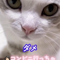 目で訴える猫