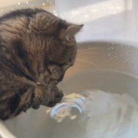 水を見つめる猫