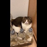 少し上を向いた姿