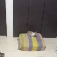 室内で過ごしている猫たち