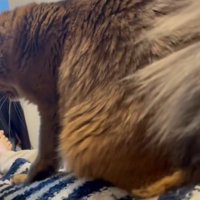 飼い主の体の上に乗って前足を動かす猫