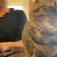 パソコンをしたい飼い主とそばにいる猫