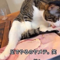 パソコンの横に座っている猫