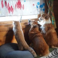 外を見る猫と犬