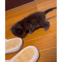 室内にいる猫