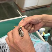 ネットに入れられる子猫