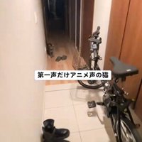 飼い主を迎える猫