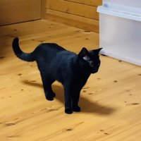フローリングに立って飼い主さんから目を逸らす黒猫