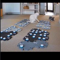 ボタンの前で前足が止まる猫