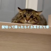 警戒する猫