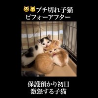 猫団子で威嚇