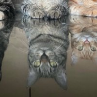 机に映る3匹の猫