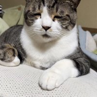 布団の上で眠いのを我慢するキジ白猫