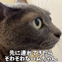 「先に連れてきたら...」のテロップ写真