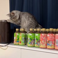 ペットボトルを気にする猫