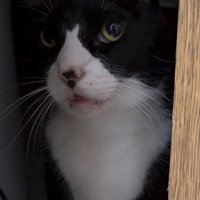 不機嫌そうな猫さん