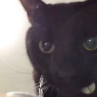 スマホのレンズを見つめる猫