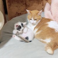 横並びになっている猫と子猫