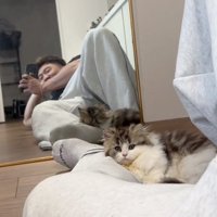 見つめる猫