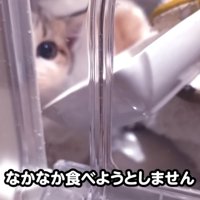 キャリーの中にいてご飯を食べない子猫