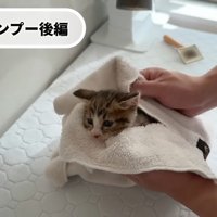 タオルに包まれて