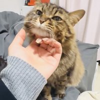 飼い主さんに顎を撫でられるキジトラ猫