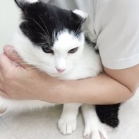 採血中のホルンくん