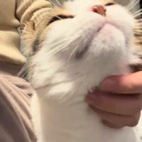 上を向く猫
