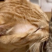 麦わら猫に顔を埋めて目を細める茶トラ猫
