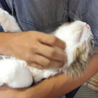 猫があごをなでられている様子
