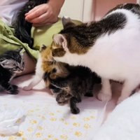 子猫の匂いを嗅ぐ保護猫