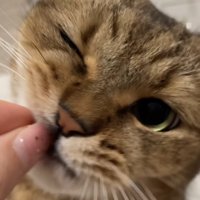 おやつをもらうミヌエット