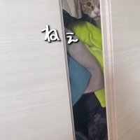 クローゼットの中にいる猫