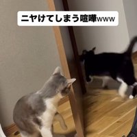 サバ白猫の反撃に押される白黒ハチワレ猫