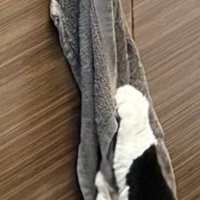 キッチンにいた猫