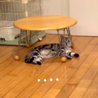 声をかけられても動かない猫