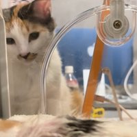 キャリーをのぞく先住猫