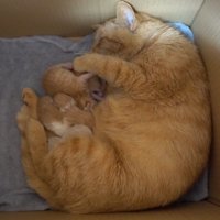箱の中にいる親子猫