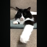前足を垂らした姿