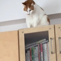 下を向く茶白猫