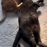 黒猫の首に腕を回す茶トラ猫