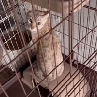 普段のロキくん