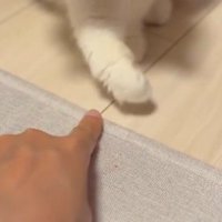 猫パンチが届かない猫（アップ）