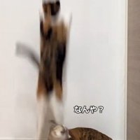 キジ猫の頭を踏む三毛猫（アップ）